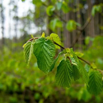 Green leaves 스톡 사진