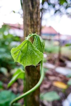 Green leaves Stock Photos