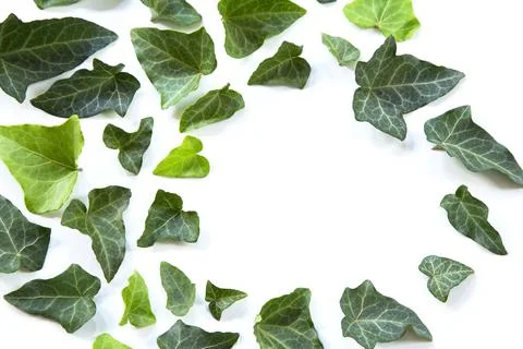 Green leaves Stock Photos