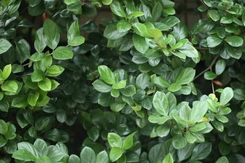 Green Leaves Stock Photos