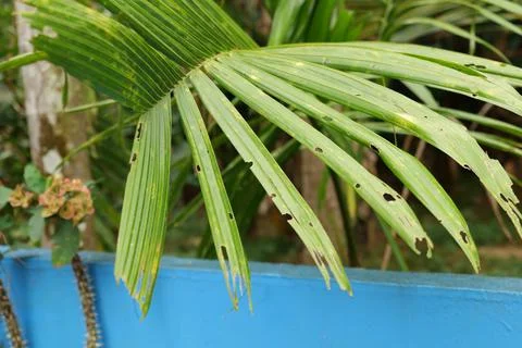 Green leaves Stock Photos
