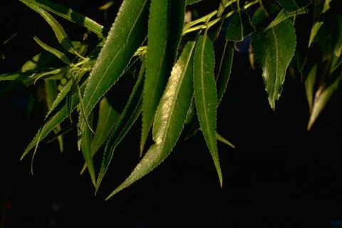 Green leaves Stock Photos