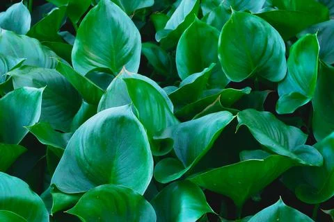 Green leaves Foto stock