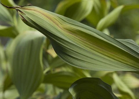 Green leaves Foto stock