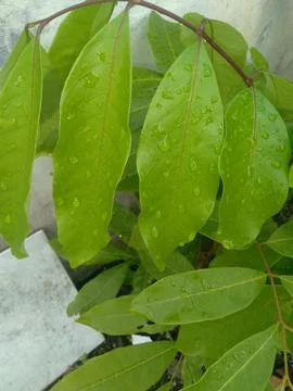 Green leaves Stock Photos