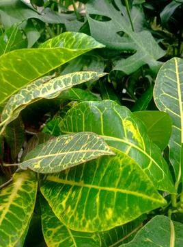 Green leaves Stock-Fotos