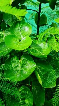 Green leaves 스톡 사진