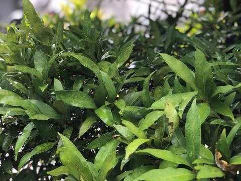 Green leaves Stock Photos