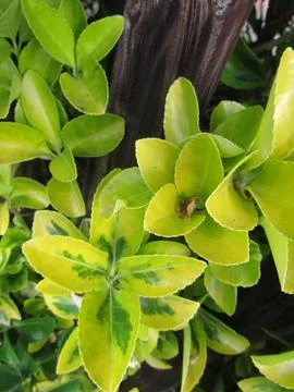Green leaves Stock Photos