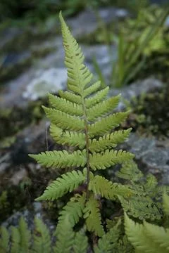 Green leaves Stock Photos