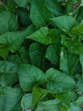 Green leaves Stock Photos