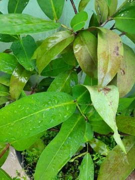 Green leaves Stock Photos