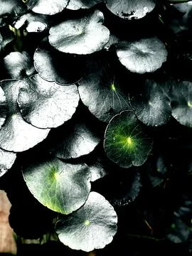 Green leaves Stock Photos