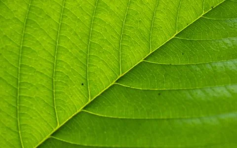 Green leaves Stock Photos