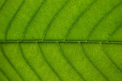 Green leaves Stock Photos