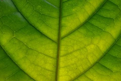 Green leaves Stock Photos