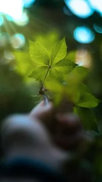 Green leaves Stock Photos