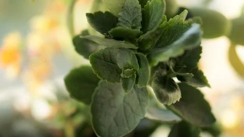 Green leaves Stock Photos