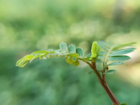 Green Leaves Stock Photos