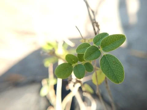 Green leaves Stock Photos