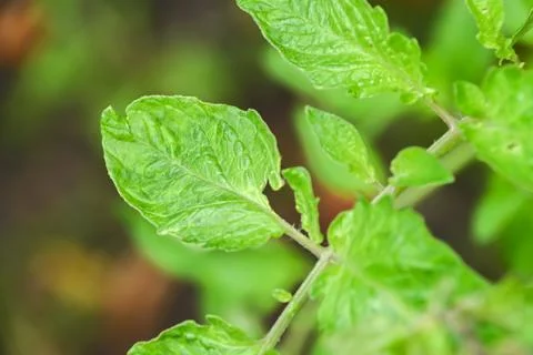 Green leaves Stock Photos