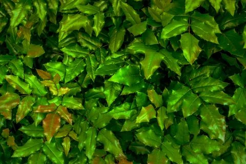 Green leaves Stock Photos