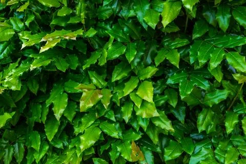 Green leaves Stock Photos