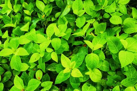 Green leaves Stock Photos
