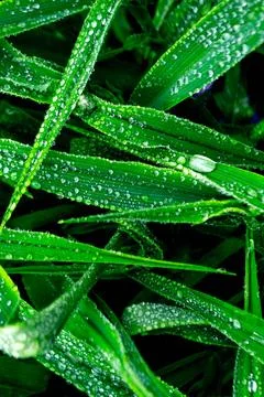 Green leaves Foto stock