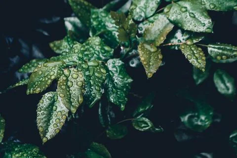 Green leaves Stock Photos