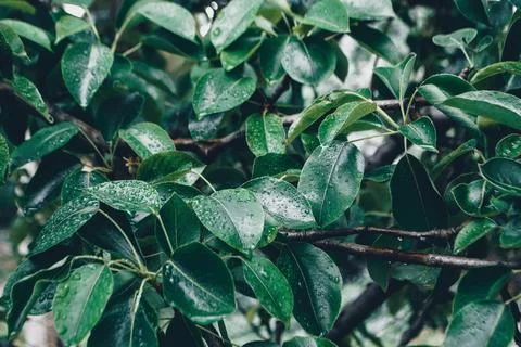 Green leaves Stock Photos