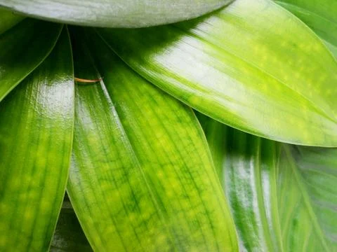 Green leaves Stock Photos