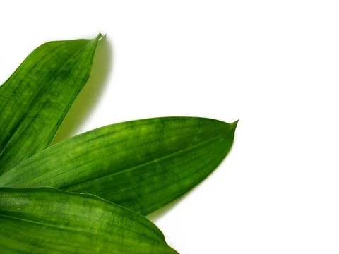 Green leaves Stock Photos