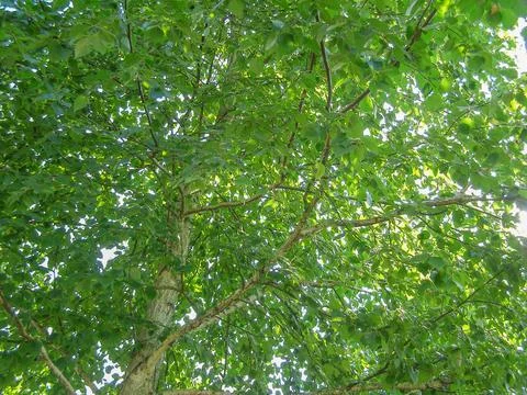 Green leaves Stock Photos