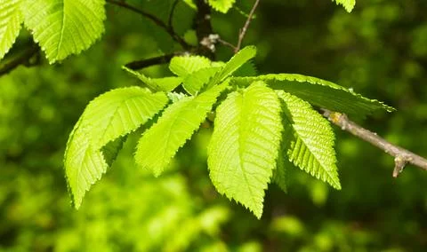 Green leaves Stock Photos