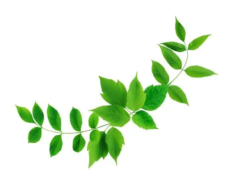 Green Leaves Stockfoto's