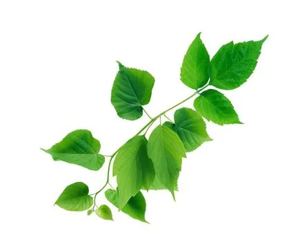 Green Leaves Stockfoto's