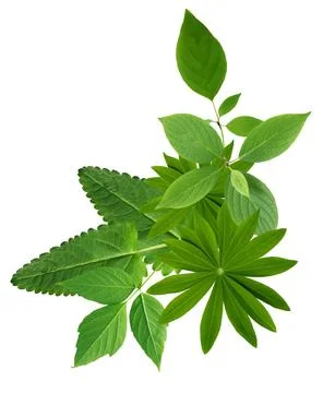 Green Leaves Stockfoto's