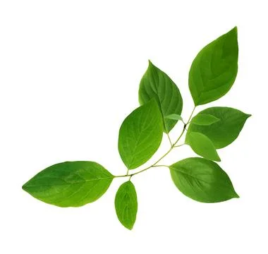 Green Leaves Stock Photos