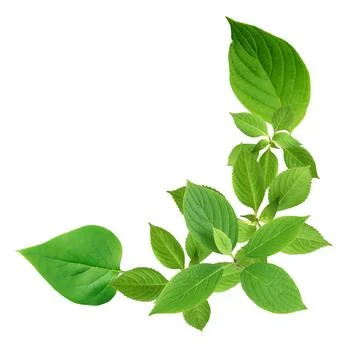 Green Leaves Stockfoto's
