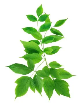 Green Leaves Stockfoto's