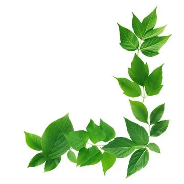 Green Leaves Stockfoto's