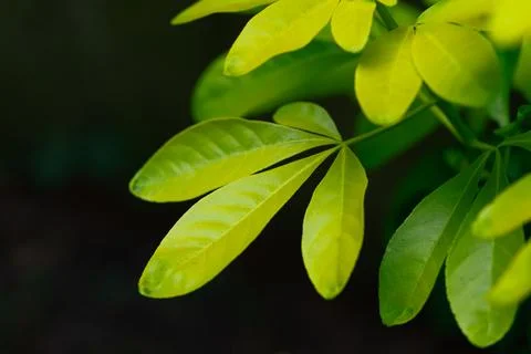 Green leaves Stockfoto's
