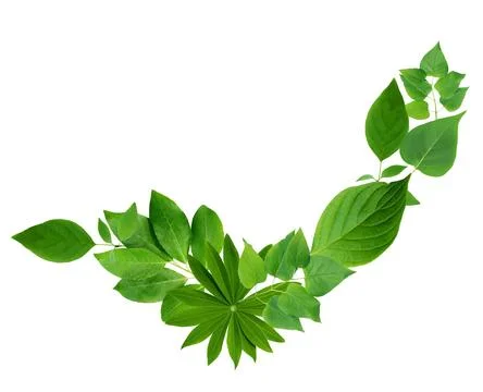 Green Leaves 写真素材