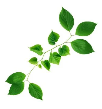 Green Leaves 写真素材