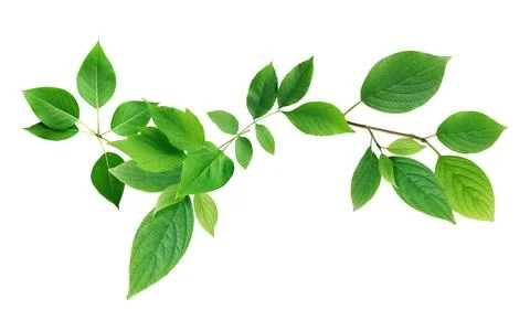 Green Leaves 写真素材
