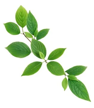 Green Leaves 写真素材