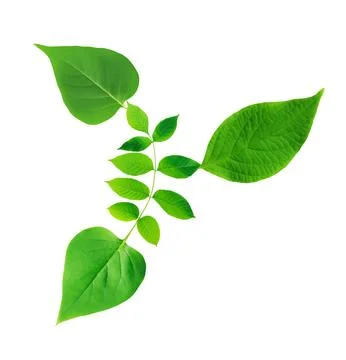 Green Leaves 写真素材