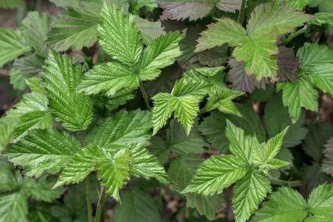 Green leaves Stock Photos