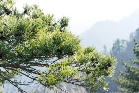 Green leaves of a pine tree. Stock Photos